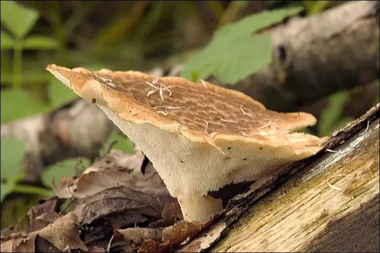 Organic Polyporus Powder in Skincare